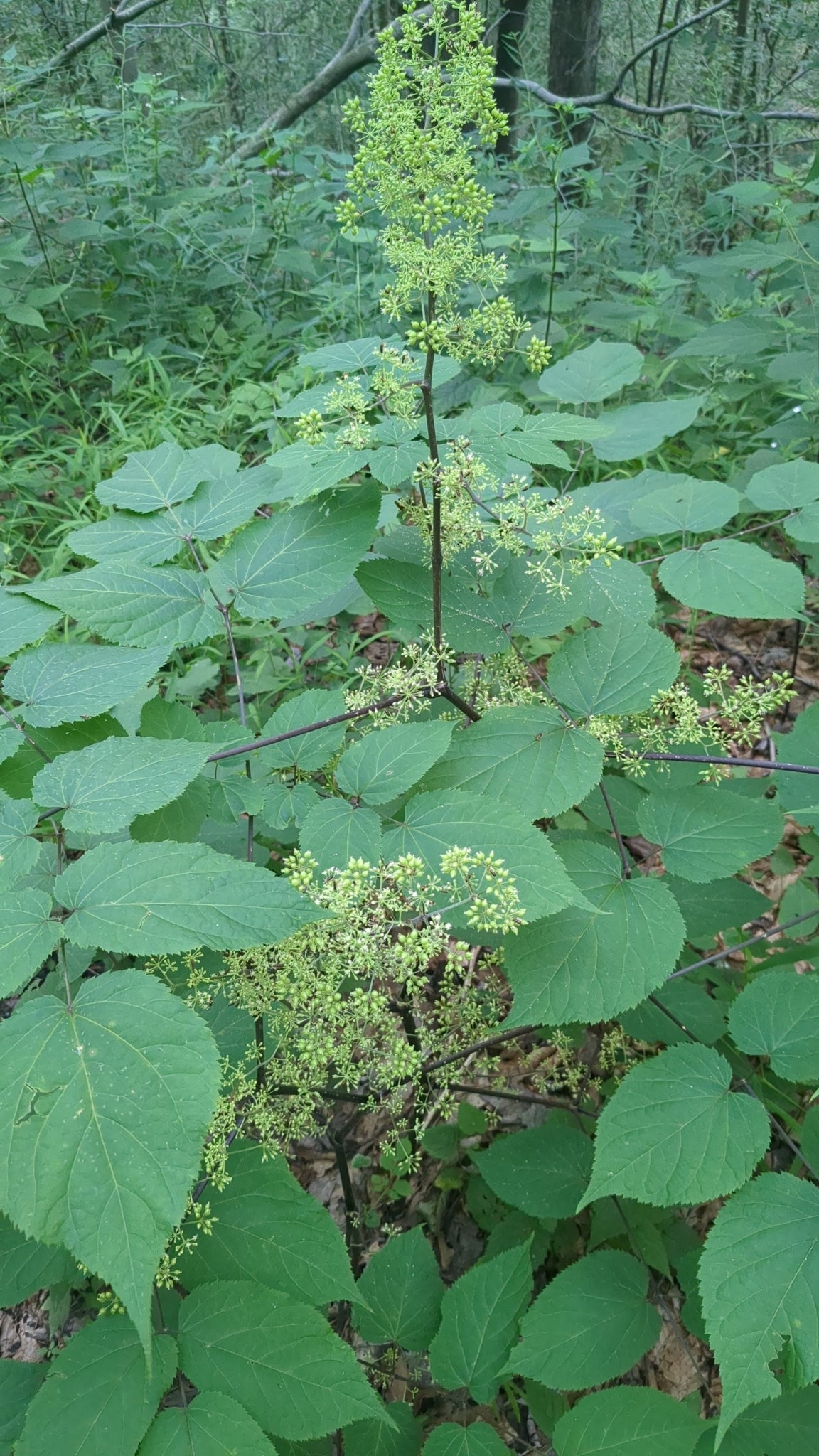 Spikenard Oil - fidelity and health