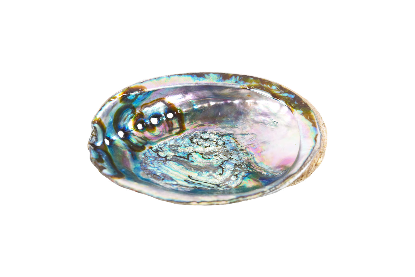 Large Abalone Shell