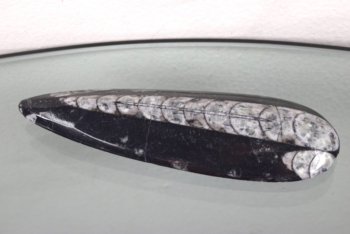 Orthoceras fossil