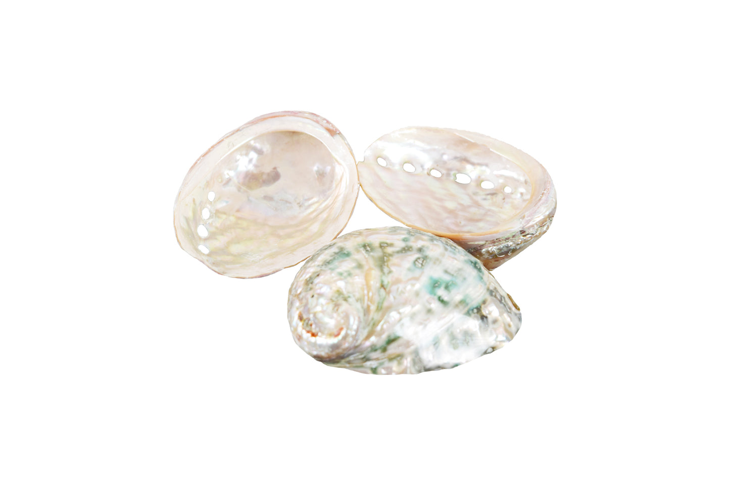 Small Polished Abalone Shell