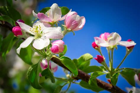 Apple Blossom Oil