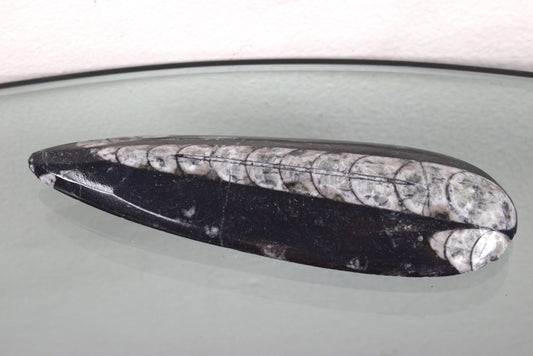 Orthoceras fossil