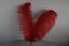 Red Ostrich Feather Quill Pen - Image 2